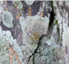 Protoparmeliopsis muralis