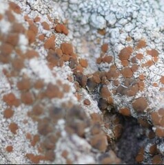 Xanthocarpia feracissima