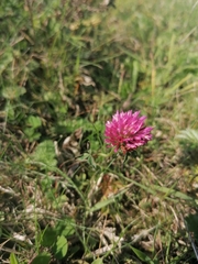 Trifolium pratense
