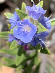 Lobostemon fruticosus