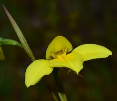 Diuris chryseopsis