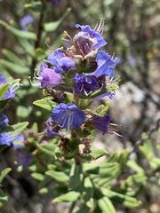 Lobostemon fruticosus