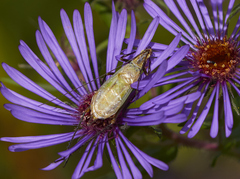 Oecanthus nigricornis