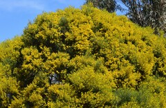 Acacia euthycarpa