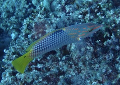 Halichoeres hortulanus