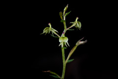 Stigmatodactylus confusus