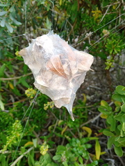 Palystes superciliosus