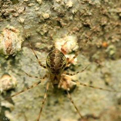 Drapetisca socialis