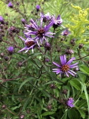 Symphyotrichum puniceum