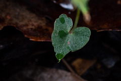 Stigmatodactylus confusus