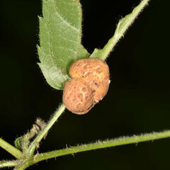 Neolasioptera farinosa