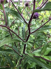 Symphyotrichum puniceum