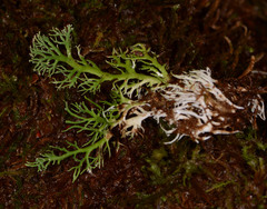 Bunodophoron australe