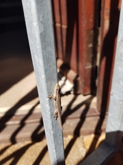 Lygodactylus capensis