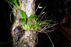 Bulbophyllum aphanopetalum