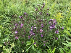 Symphyotrichum puniceum