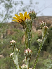 Osteospermum junceum