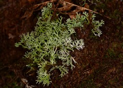 Bunodophoron australe