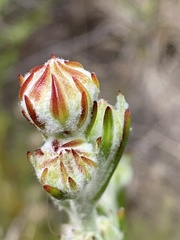Osteospermum junceum