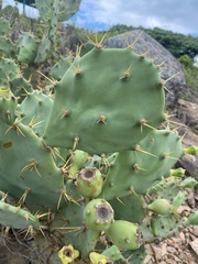 Opuntia stricta