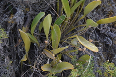 Stelis
