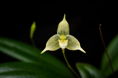 Bulbophyllum aphanopetalum