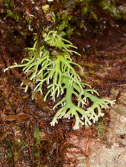 Bunodophoron australe