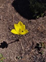 Zephyranthes filifolia