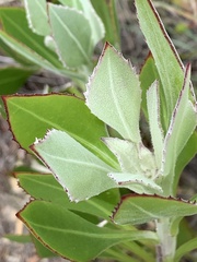Osteospermum junceum