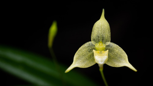 Bulbophyllum aphanopetalum