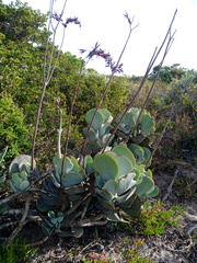 Cotyledon orbiculata