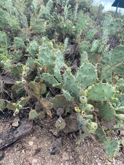 Opuntia stricta