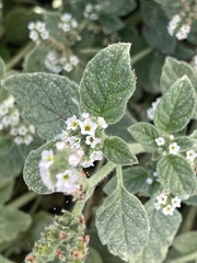 Heliotropium supinum