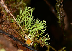 Bunodophoron australe