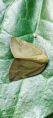 Ricania sublimata