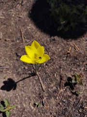 Zephyranthes filifolia