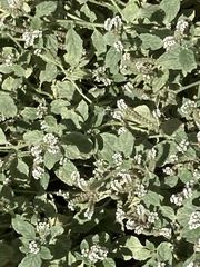 Heliotropium supinum