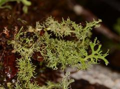 Bunodophoron australe