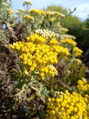 Helichrysum revolutum