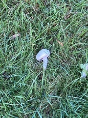 Leucoagaricus leucothites