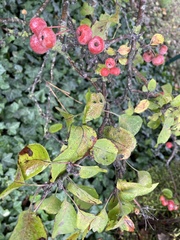 Malus sylvestris