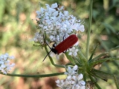 Benibotarus alternatus