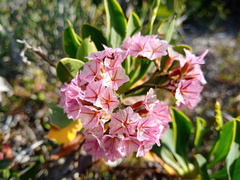 Limonium peregrinum