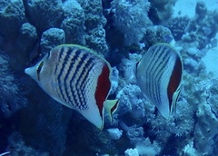 Chaetodon paucifasciatus
