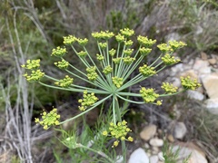 Notobubon tenuifolium