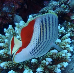 Chaetodon paucifasciatus