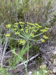Notobubon tenuifolium
