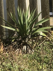 Cordyline australis