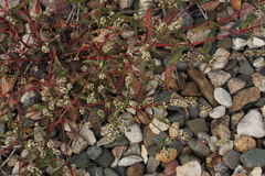 Persicaria tomentosa