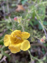 Aureolaria pectinata